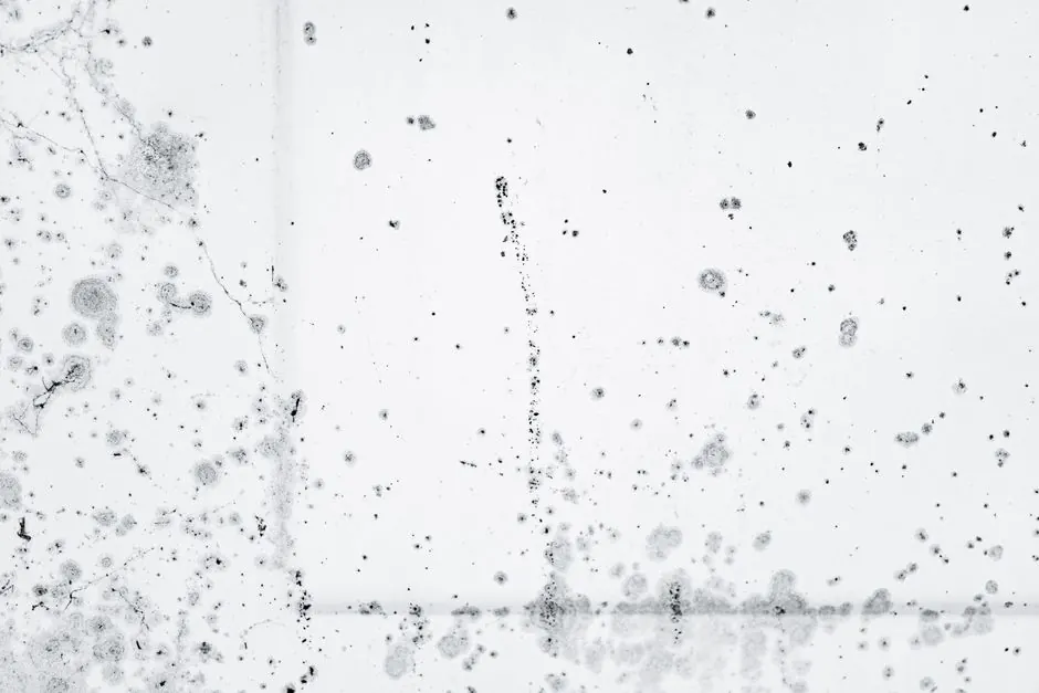 Mold Remediation Services